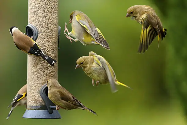 vogels voeden